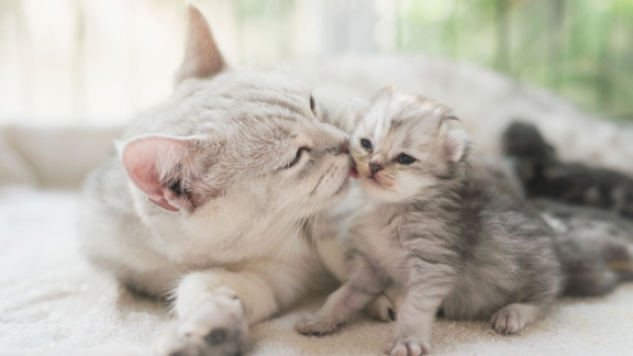 Беременность у кошек: признаки и сколько длится - Purina ONE®