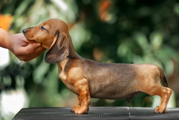 Карликовая (миниатюрная) такса: описание собаки, особенности породы