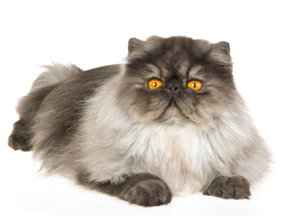 Персидская кошка: фото, описание породы, характер и уход - Purina ONE®