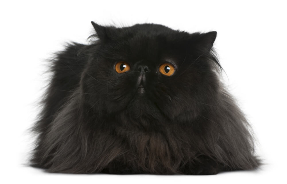 Персидская кошка: фото, описание породы, характер и уход - Purina ONE®