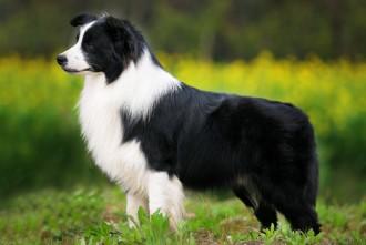 Самые умные породы собак: рейтинг ТОП-10 с фото - Purina ONE®