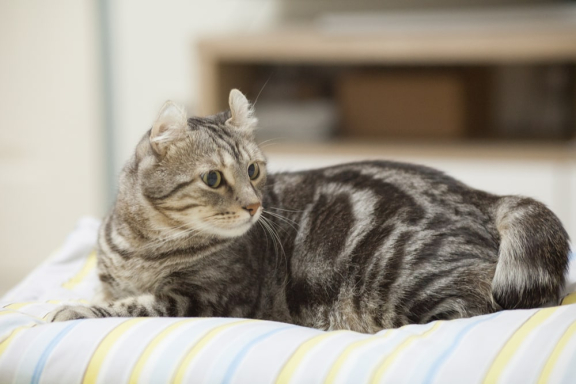 Как определить породу кошки — 5 способов узнать породу питомца