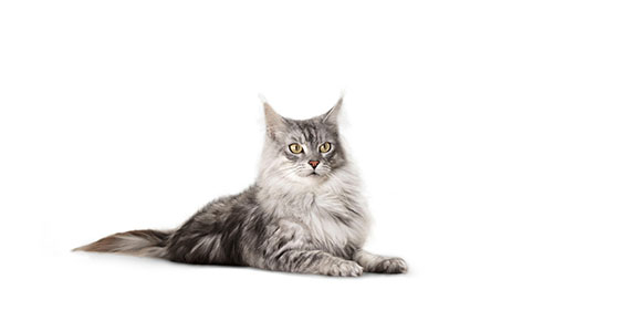 Чума у кошек: симптомы, формы и лечение панлейкопении - Purina ONE®