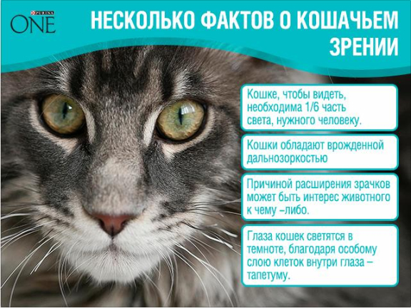 Как видят кошки наш мир: особенности зрения - Purina ONE®