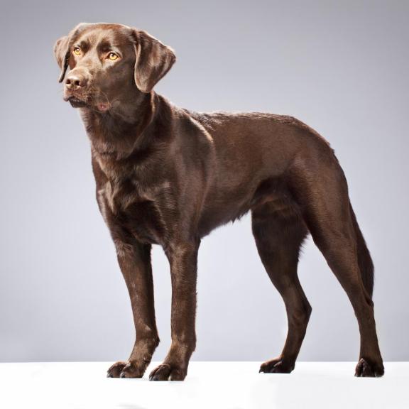 Лабрадор-ретривер: фото, описание, характер породы собак - Purina ONE®