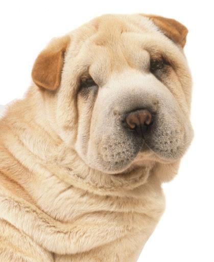 Шарпей: фото собаки, характер и описание породы — Purina ONE®