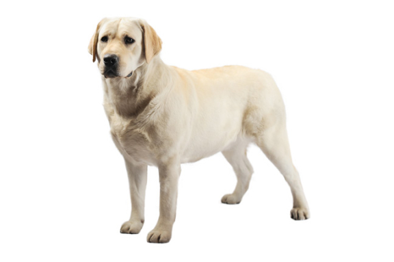 Самые добрые породы собак с фото, названиям и описаниями — Purina ONE®