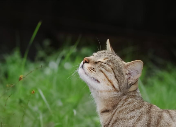 Кошка на природе