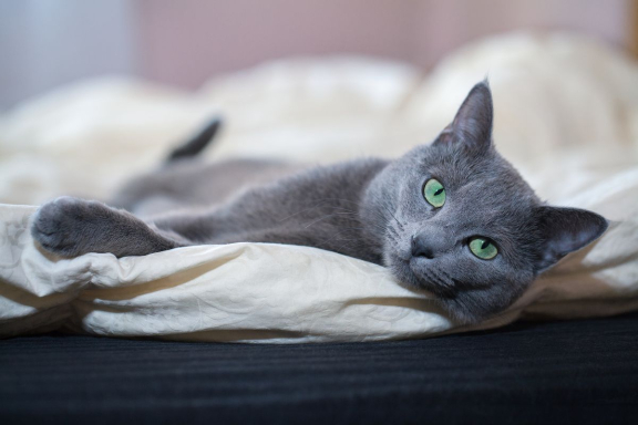 Русская голубая кошка