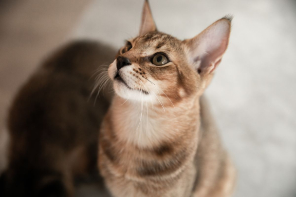 Мяуканье кошек и другие кошачьи звуки