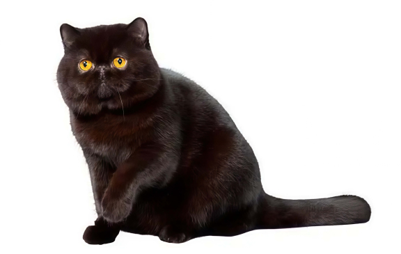 Экзотическая кошка