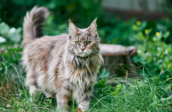 Норвежская лесная кошка
