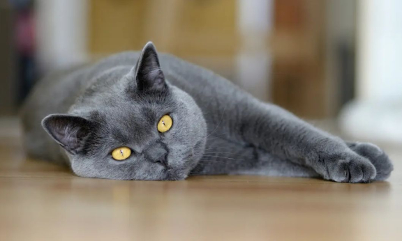 Скоттиш страйт (шотландская прямоухая)