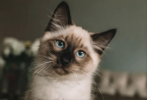 Сиамская кошка