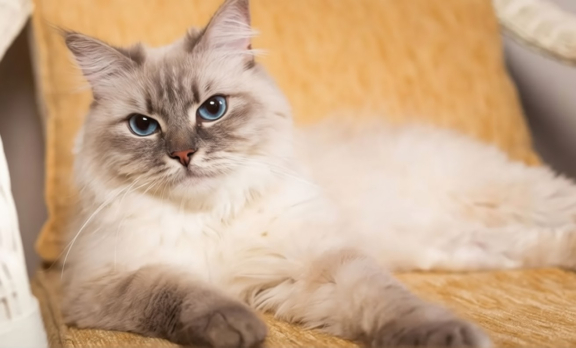 Сибирская кошка
