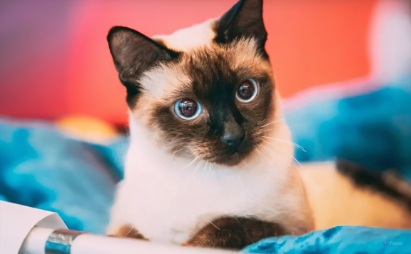Тайская кошка