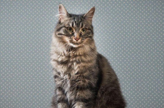 Отравление у кошек