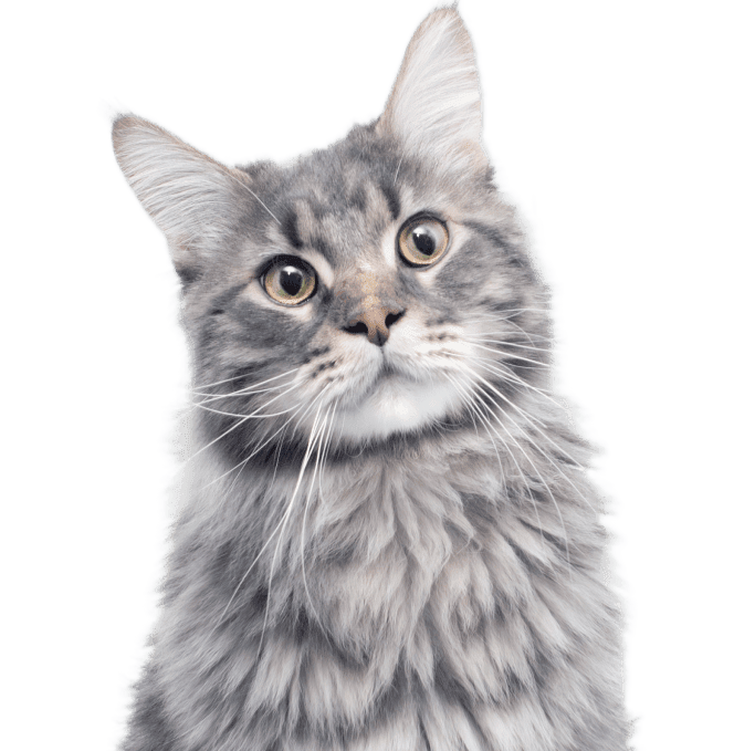 Корма для котов и кошек Purina ONE®